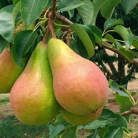 PIANTA DA FRUTTO PERO SANTA MARIA in vaso 20 età 2/3 anni (foto reali)
