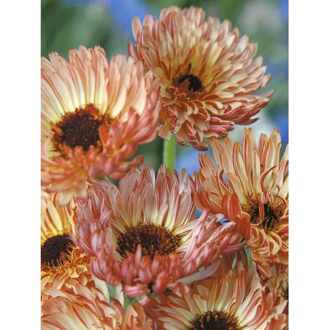 Souci des jardins 'Sherbet Fizz' le sachet de 100 graines (0,8g) (1/2)