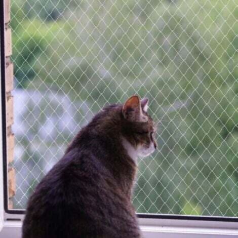 Filet pour chat, filet en nylon, sans perçage, transparent, résistant aux coupures et aux morsures, protège terrasse, fenêtres et portes (3 x 4 m) (1/4)