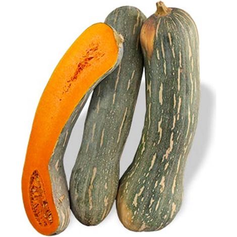 Semi di zucca "Lunga napoletana" piante per orto e giardino coltivazione domestica e professionale