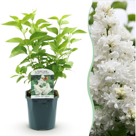 Lilas Commun Syringa vulgaris Mme Lemoine Arbuste Fleurs Blanches Parfumées Pot 17cm 45cm - PANGIVO (1/5)