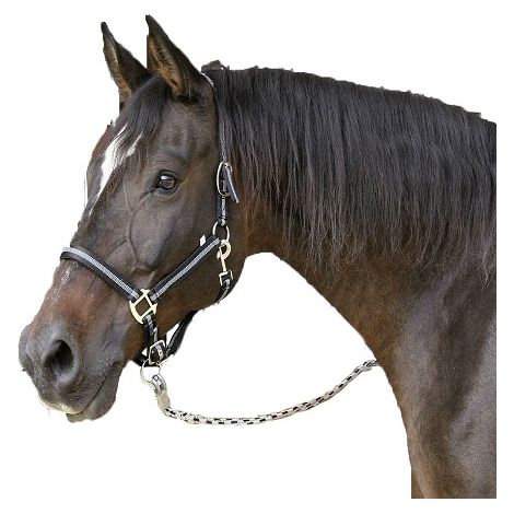 KERBL Cabezada Caballo MUSTANG, Nylon, Doble Ajuste, Negro, Talla (1/2)