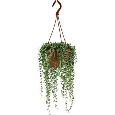 Senecio Herreianus Plante retombante succulente verte pot 12 cm longueur 20 cm - PANGIVO (1/4)