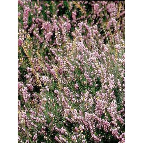 Bruyère des neiges 'Ghost Hills' Godet de 8/9 cm
