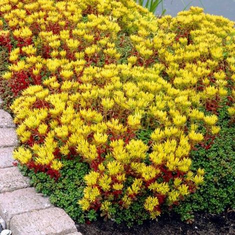 6 x Orpin des murailles rouge/vert - Couvre-sol persistant - Sedum oreganum en pot de 9x9cm, hauteur 5-10cm (1/5)