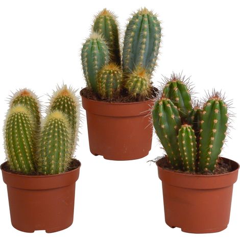 Lot de 3 Cactus Colonnes Cereus - Mélange de Plantes Grasses d'Intérieur - Ø 10,5 cm - PANGIVO (1/5)