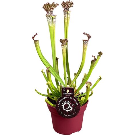 Sarracenia Farnhamii - Plante Carnivore d'Ornement Facile d'Entretien - Pot Ø 12 cm - Hauteur 40 cm - PANGIVO