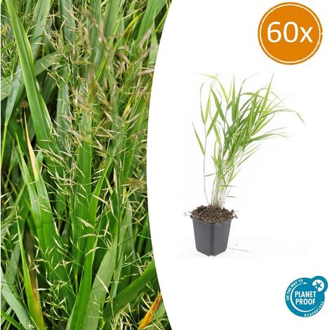 Graminée Hakonechloa Macra Plante Couvre-Sol Feuillage Vert et Doré Rustique Lot de 60 (1/5)