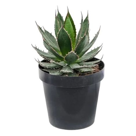 Agave "Agave Horrida" pianta grassa succulenta in vaso ø9 cm