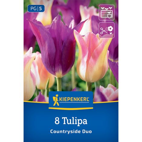 Kiepenkerl Herbstblumenzwiebel Tulpen Mischung Countryside Duo 8 Stück (1/2)