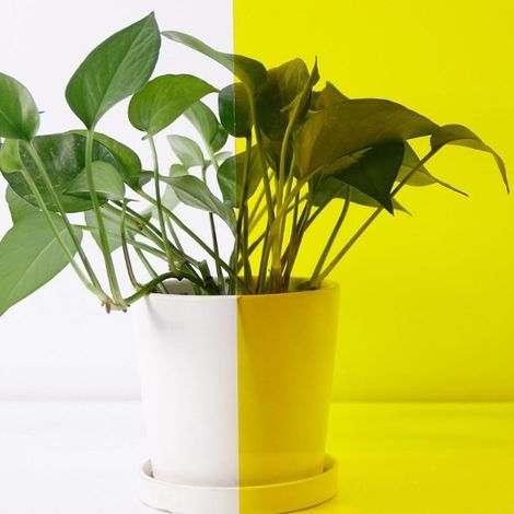 Film teinté pour vitres autocollant coloré PET 40 100 cm Verre Jaune Transparent (1/5)