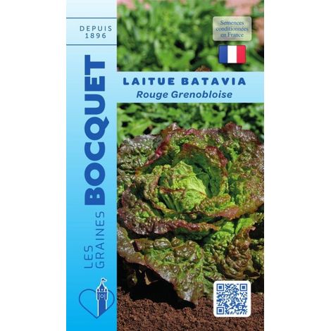 Laitue batavia rouge grenobloise - 4g