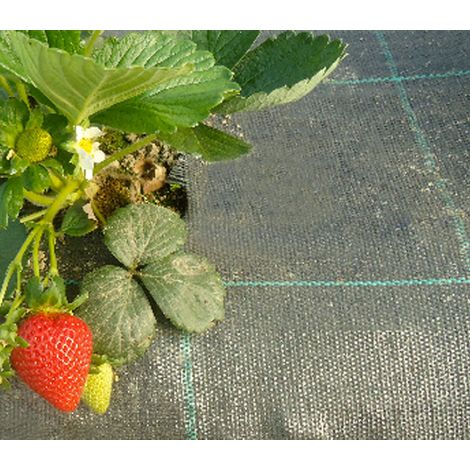 Toile de Paillage 4.20 x 10m  Grammage: 130g (1/2)