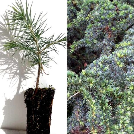 Pack de 4 Plantas de Cedro del Libano. Cedrus Libani
