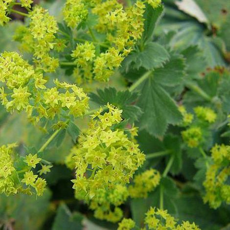4 x Alchémille commune - Alchemilla mollis - godet 9x9 cm (1/4)