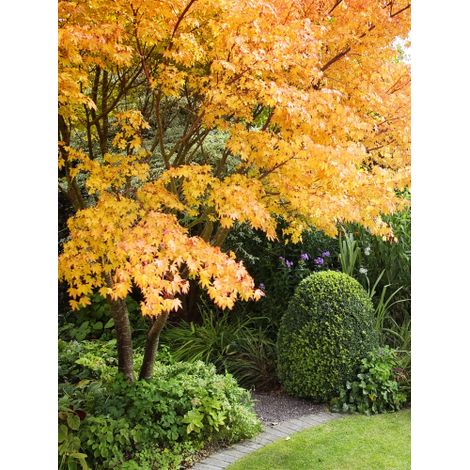Acero Rosso Giapponese "Acer palmatum Sango Kaku" pianta in vaso 28 cm h 130/160 cm (1/5)