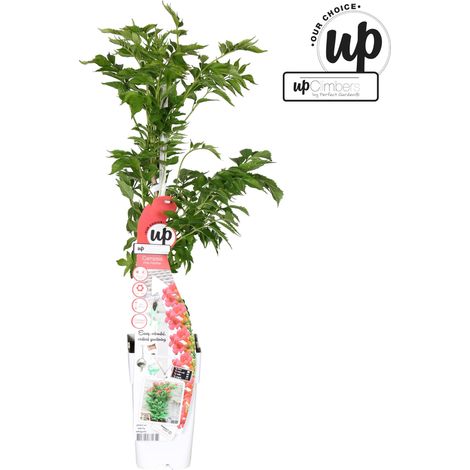 Bignone Campsis Pink Panther Plante Grimpante à Fleurs Rose Foncé pour Jardin et Mur - PANGIVO