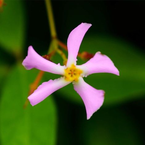 Pépinières Naudet – Jasmin étoilé 'Rose d'Inde' – Arbuste grimpant à fleurs roses parfumées – Hauteur à maturité 2m – Période de floraison juin-septembre (1/5)