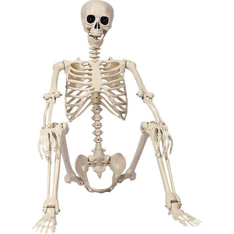 Esqueleto humano de Halloween de 40 cm con articulaciones móviles, modelo de esqueleto de plástico que simula una escena de pie.