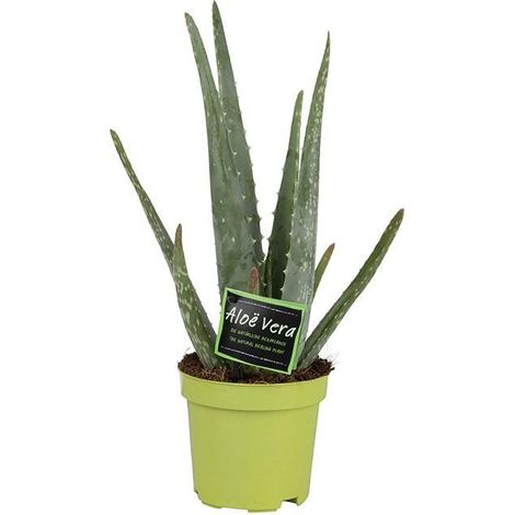 Aloe Vera Plante d'Intérieur Succulente Naturelle Décorative en Pot Ø 10,5 cm Hauteur 35 cm - PANGIVO