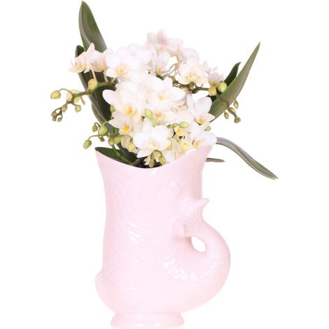 Orchidée Blanche avec Pot en Forme de Poisson Rose Ø 9 cm - Plante d'Intérieur Fleurie - PANGIVO (1/2)