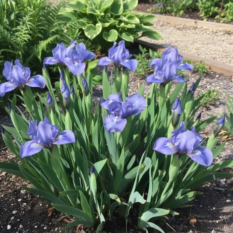 Iris nain lilliput Sapphire Gem/Godet - 5/20 cm (1/5)