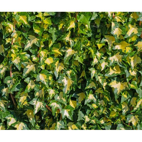 Gardenaria Edera - Hedera helix 'Goldheart' - Pianta rampicante ornamentale da esterno - Altezza: 180/200 cm (vaso 24) (1/2)