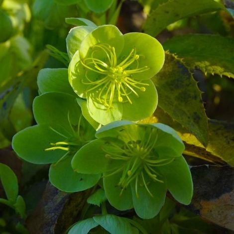 3 Hellébores de Stern (Helleborus 'Sternii')