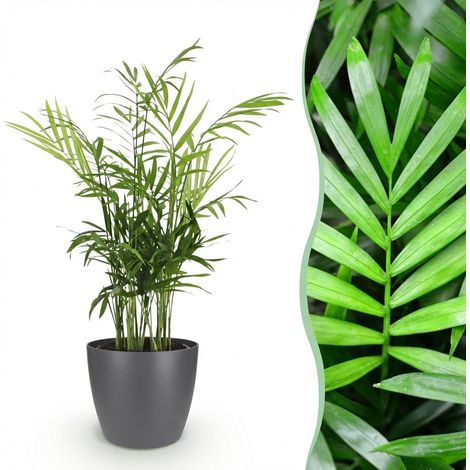 Palmier Nain Chamaedorea elegans Plante d'Intérieur Pet Friendly avec Pot Gris 12 cm Hauteur 15 cm - PANGIVO (1/5)