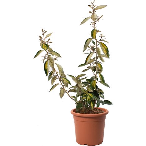 Eleagnus Ebbingei Limelight - Piante Vere da Esterno Resistenti - Altezza 40/50 cm Vaso Ø 18 cm (1/2)