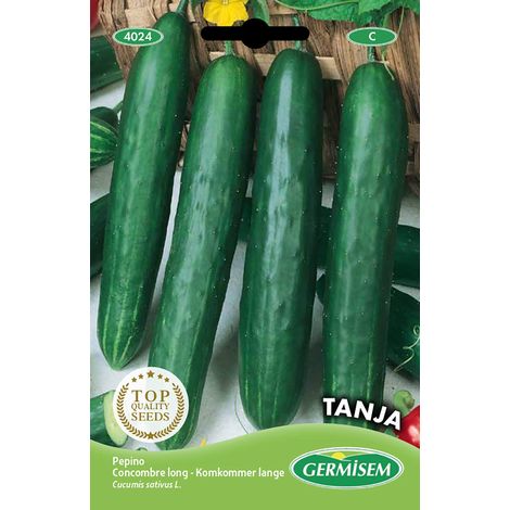 graines Concombre long TANJA