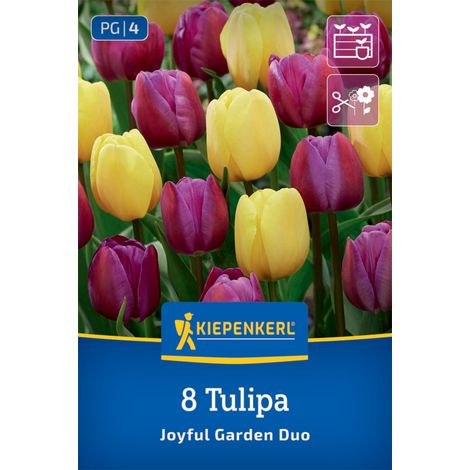 Kiepenkerl Herbstblumenzwiebel Tulpen Mischung Joyful Garden 8 Stück (1/2)
