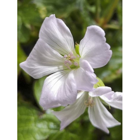Géranium vivace 'Ankum's White' Godet de 8/9 cm