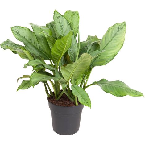 Aglaonema B.J. Freedman Plante d'Intérieur Verte Entretien Facile Pot Ø24 cm Hauteur 70 cm - PANGIVO (1/4)