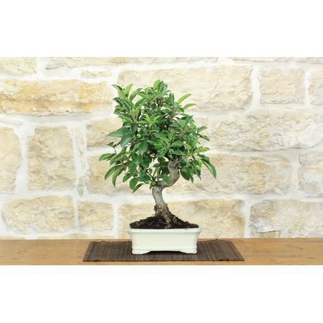 Bonsai di Melo da fiore (150) (1/5)