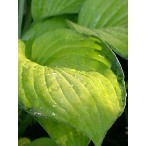 Hosta fortunei 'Gold Standard' Godet de 8/9 cm (1/3)