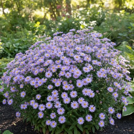 Aster d'été Jungfrau/Godet - 5/20 cm