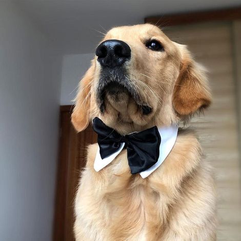 Collier de mariage pour chien avec nœud papillon réglable