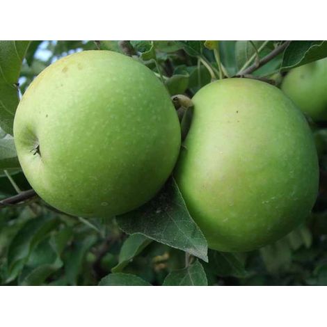 MELO GRANNY SMITH (1 PIANTA)