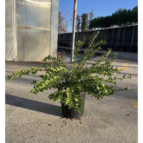 Gardenaria Lonicera nitida 'Maigrun' - Arbusto ornamentale da giardino - Altezza: 30/40 cm (vaso18) (1/2)