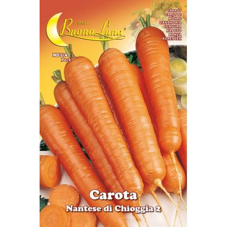 Semi orto carota di chioggia - 10 pz