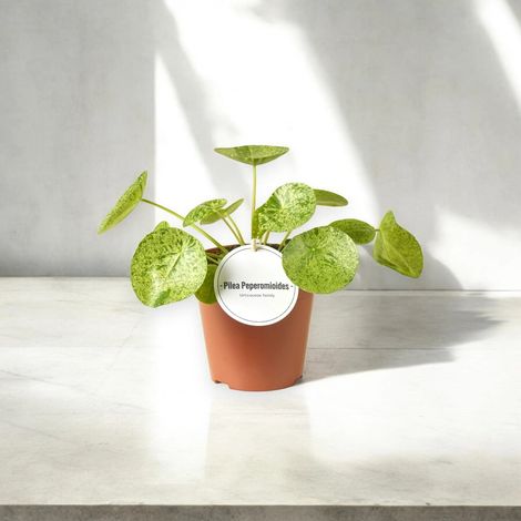 Gardenaria Pilea peperomioides - Pianta da interno ornamentale - Altezza: 40 cm (vaso 19) (1/4)