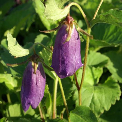 Campanule Sarastro/Godet