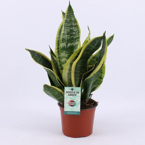 Sansevieria Futura Superba Plante d'intérieur Facile d'Entretien Ø12 cm Hauteur 35 cm - PANGIVO