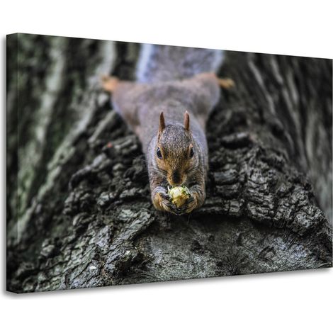Leinwanddruck Tiere Eichhörnchen Baum 90x60