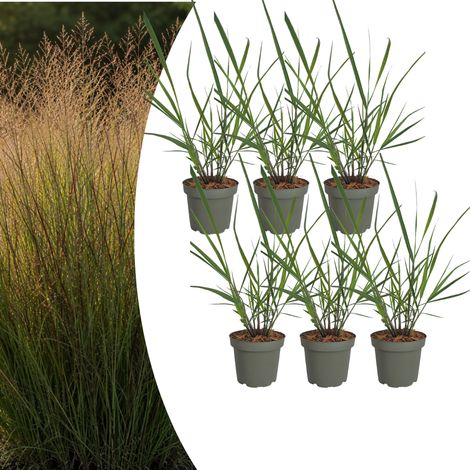 Graminée Ornementale Panicum virgatum 'Rotstrahlbusch' Couleurs d'Automne Lot de 6 Pots 12 cm - PANGIVO (1/5)