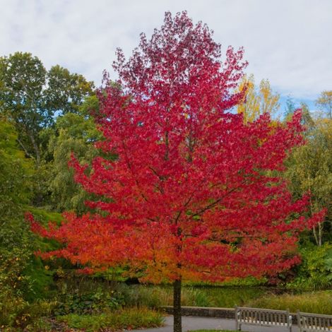 Pépinières Naudet – Copalme d'Amérique (Liquidambar styraciflua) – Arbre ornemental à feuillage spectaculaire – Hauteur 20/40cm – Résistant et facile à cultiver