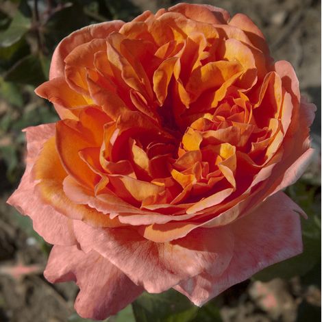 ROSA RENE GOSCINNY FIORE GRANDE IN VASO 19CM