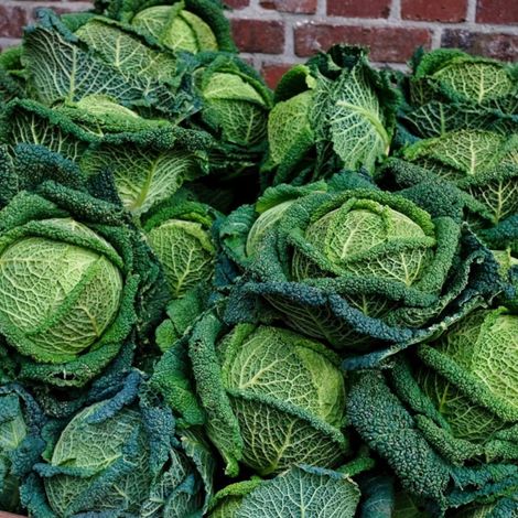 Plants de Chou de Milan Manon HF1/Barquette de 6 mottes