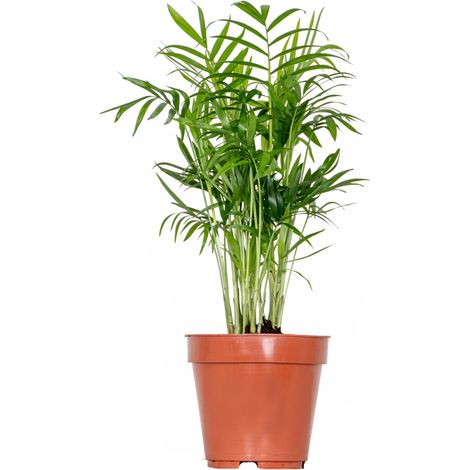 Bloomique - Chamaedorea Elegans - Palmier Nain Mexicain - Plante d’intérieur - Dépolluante - Sans danger pour les animaux - Facile d’entretien - Hauteur 30-40 cm - Pot 12 cm
